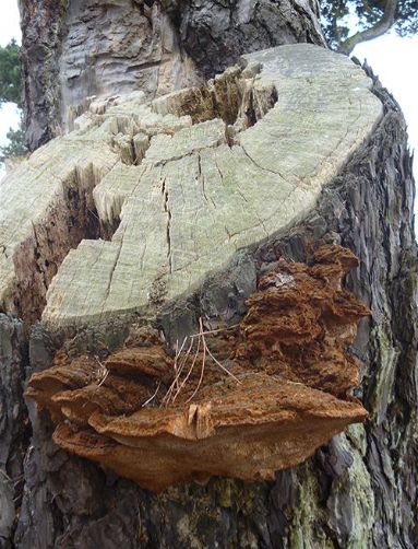 Numerous brackets beneath a large stem failure on black pine near Gusted Hall Wood, Essex.